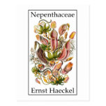 Nepenthaceae by Ernst Haeckel Postcard