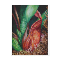 Nepenthes Of Borneo Watercolor Art Postcards