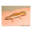 Nephrurus levis levis posters