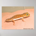 Nephrurus levis levis posters