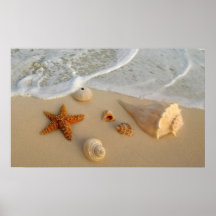 Neptune's Gifts (Shells) Print