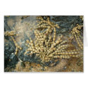 Neptune's Necklace cards by Madinagoodway Neptune's Necklace cards