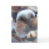 Nerdy Llama cards