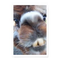 Nerdy Llama posters by pequli Nerdy Llama posters