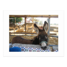 Nerja Donkey Sanctuary Postcards