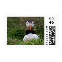 Nest Builder Puffin postage