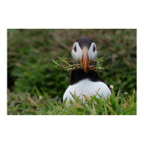 Nest Builder Puffin posters