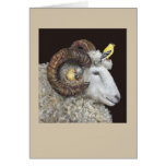 Nest Finders, Keepers card