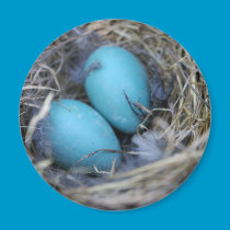 Nest Magnet
