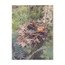 Nest of Wilson's Thrush Postcard
