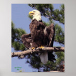 Nest Watch as print or poster