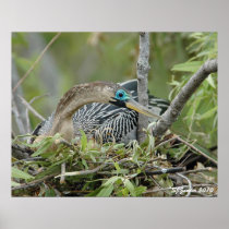 Nesting Anhinga Posters