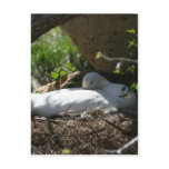 Nesting Coscoroba Swan Post Card Nesting Coscoroba Swan Post Card