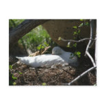 Nesting Coscoroba Swan Post Card Nesting Coscoroba Swan Post Card