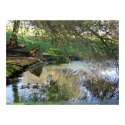 "Nesting Ducks" posters