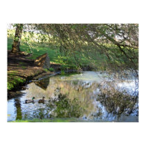"Nesting Ducks" posters