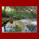 "Nesting Ducks" posters by michaelsnydermusic "Nesting Ducks" posters