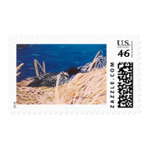Nesting Loon Postage Stamps