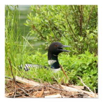 Nesting Loon Print
