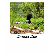 NESTING LOON T-shirt