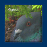 Nesting Pigeon Magnet magnets