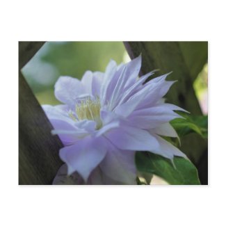 Nestled Clematis Flower Photo Postcard postcard