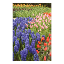 Netherlands aka Holland), Lisse. Keukenhof 2 Art Photo