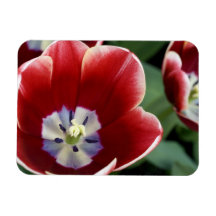 Netherlands (aka Holland), Lisse. Keukenhof 3 Vinyl Magnets