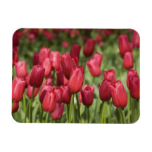 Netherlands (aka Holland), Lisse. Keukenhof 4 Rectangular Magnet
