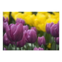 Netherlands aka Holland), Lisse. Keukenhof 6 Photographic Print