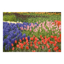 Netherlands aka Holland), Lisse. Keukenhof 8