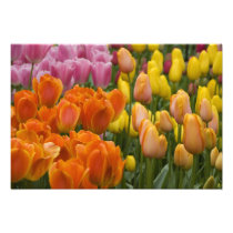 Netherlands aka Holland), Lisse. Keukenhof 9