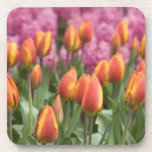 Netherlands (aka Holland), Lisse. Keukenhof Beverage Coasters