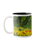 Netherlands, Lisse. White swans on pond amid Coffee Mug
