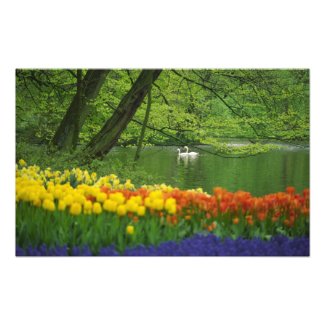 Netherlands, Lisse. White swans on pond amid Photograph