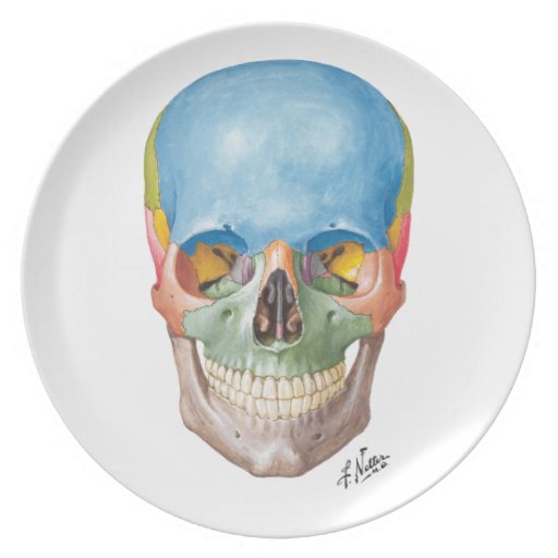 Netter Anterior Skull "Plate" Dinner Plate Zazzle