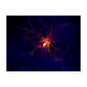 Neuron posters