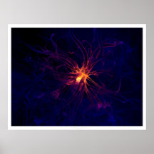 Neuron Poster