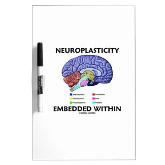 Neuroplasticity Embedded Within (Brain Anatomy) Dry Erase Whiteboard