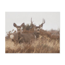 NEVADA MULE DEER postcards