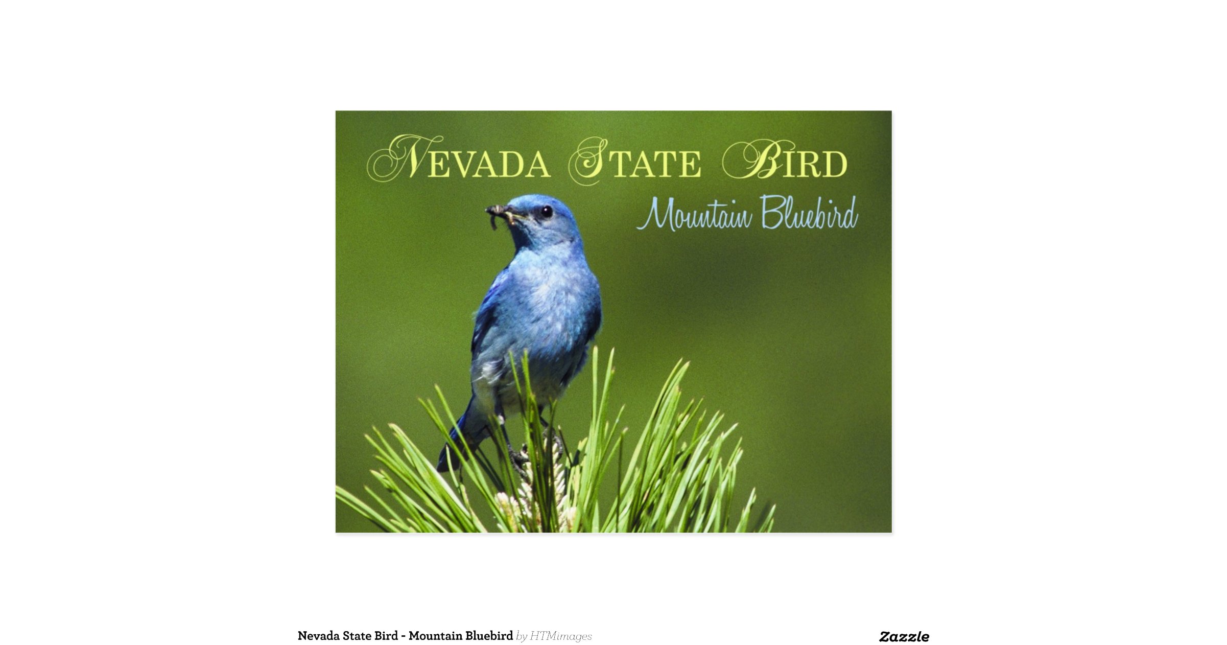 nevada_state_bird_mountain_bluebird_postcard