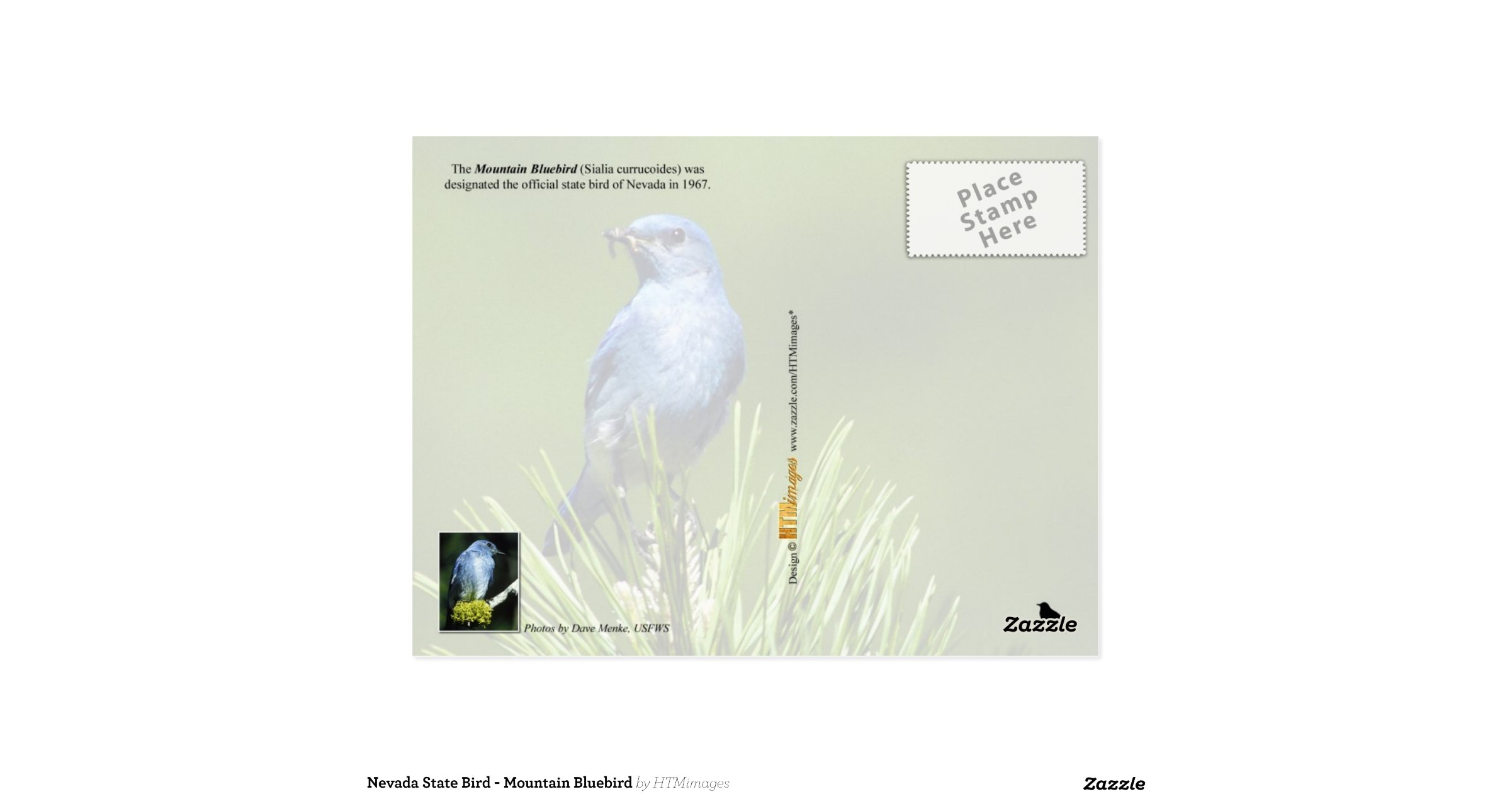 nevada_state_bird_mountain_bluebird_postcard