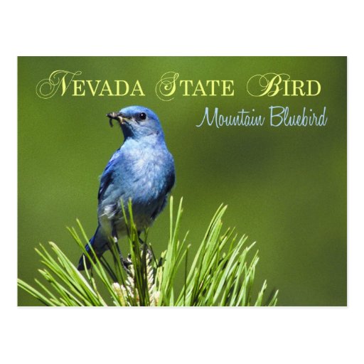 Nevada State Bird Mountain Bluebird Postcard Zazzle