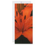 new 107 full color rack card