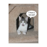 mikie, funny cats, funny cat, funny kitties, funny