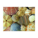 New Address Seashells postcards by millhill New Address Seashells postcards