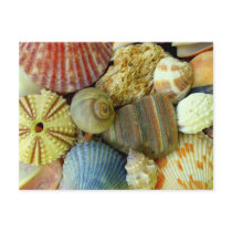 New Address Seashells postcards