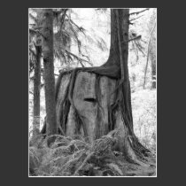 New Beginnings (b&w) Postcard postcards