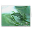 New Beginnings, by Maddylane Designs cards by MiySpirit New Beginnings, by Maddylane Designs cards
