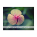 New Beginnings Spring Tulip Flower Postcard